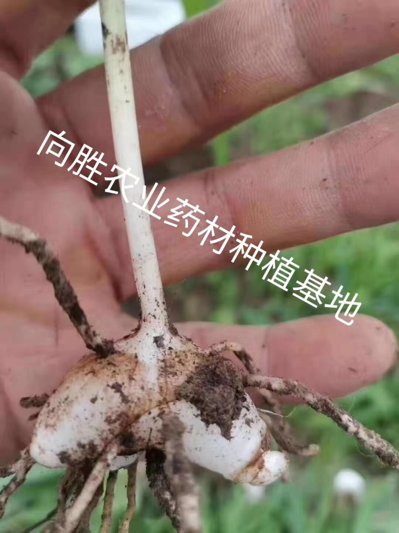 供药典紫花三叉大白芨种苗中药材白芨种苗