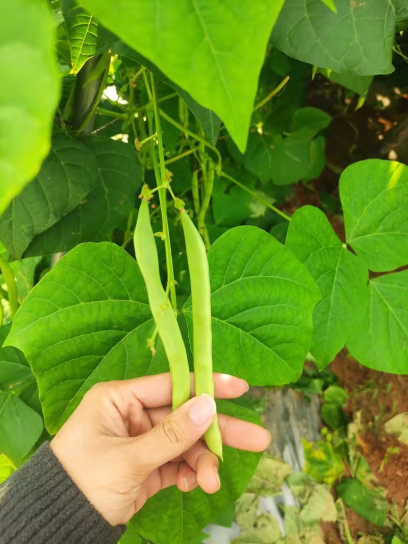 云南现摘四季豆小筋豆支持电商产地直发整车批发都可以