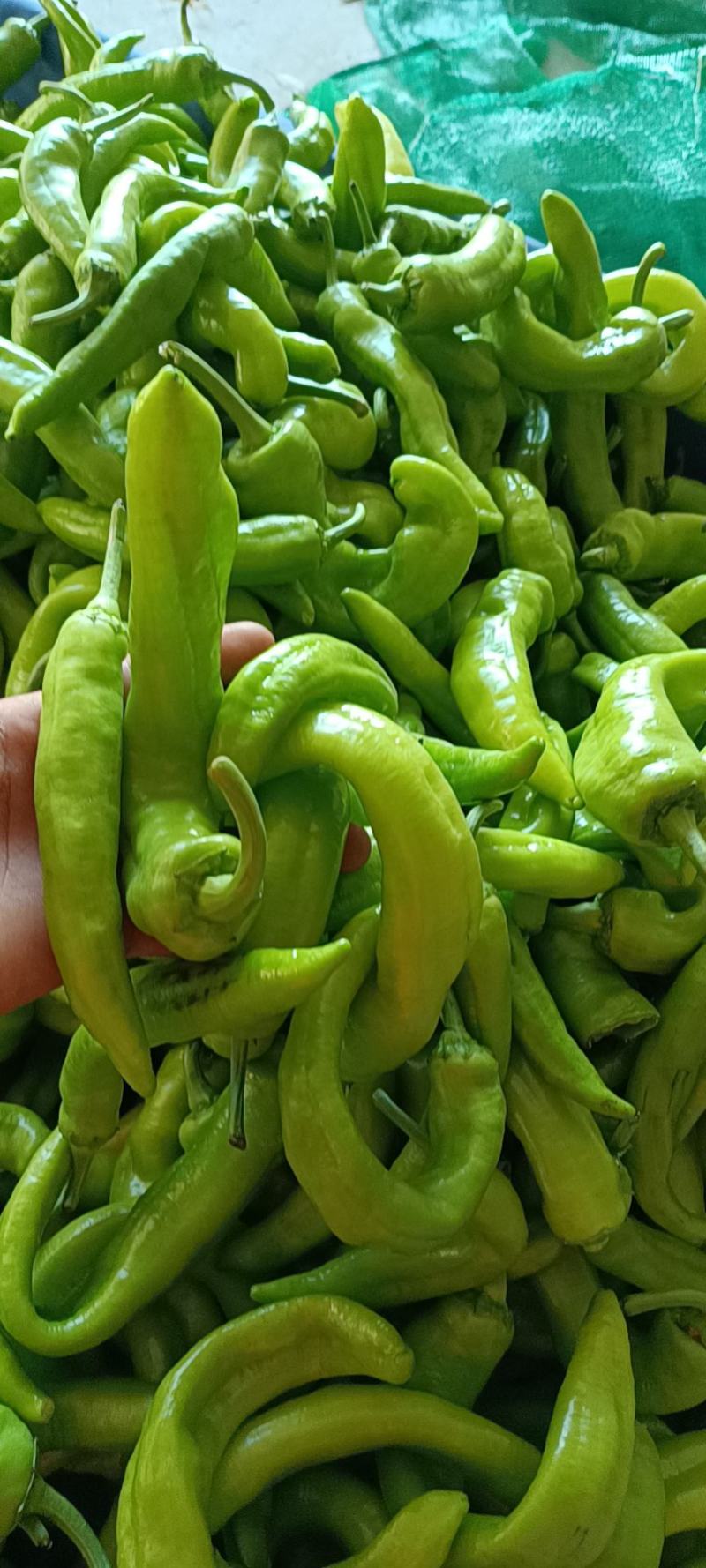 B级次品黄皮椒，次品，b级椒菜椒，量大质优，b级