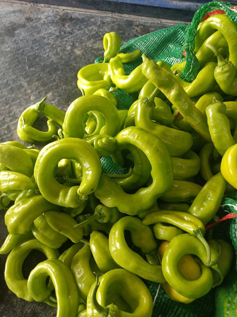 B级次品黄皮椒，次品，b级椒菜椒，量大质优，b级