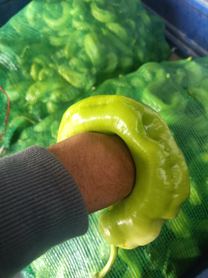 B级次品黄皮椒，次品，b级椒菜椒，量大质优，b级