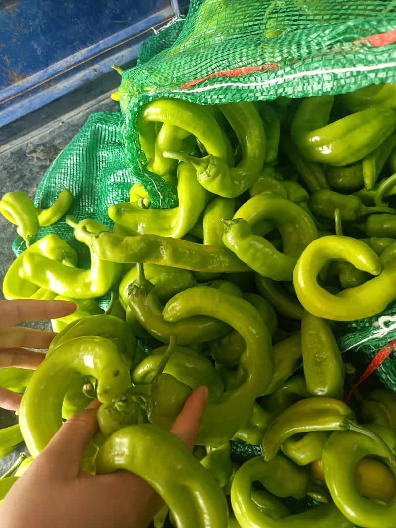 B级次品黄皮椒，次品，b级椒菜椒，量大质优，b级
