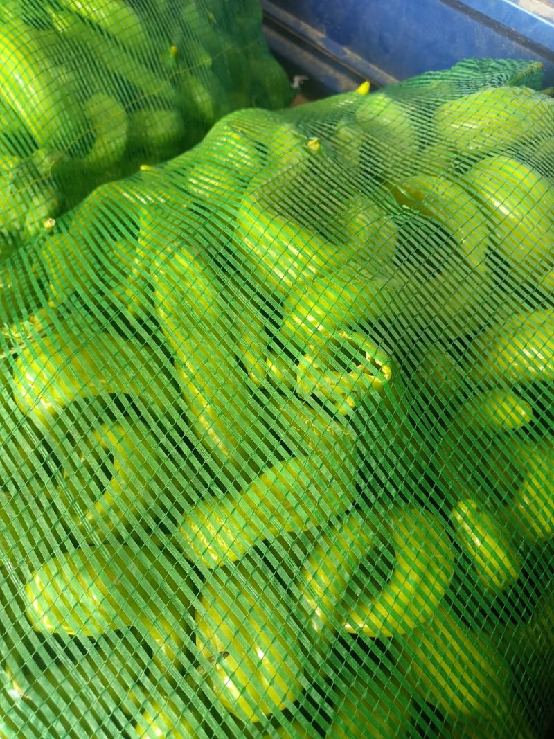 B级次品黄皮椒，次品，b级椒菜椒，量大质优，b级
