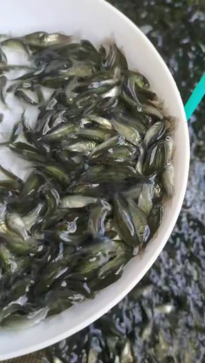 优质鲤鱼苗(建鲤)基地直供一手货源(水花出售)