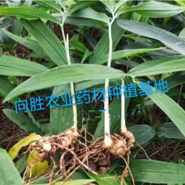 药典黄精种苗多花姜型不倒苗甜黄精精品中药材