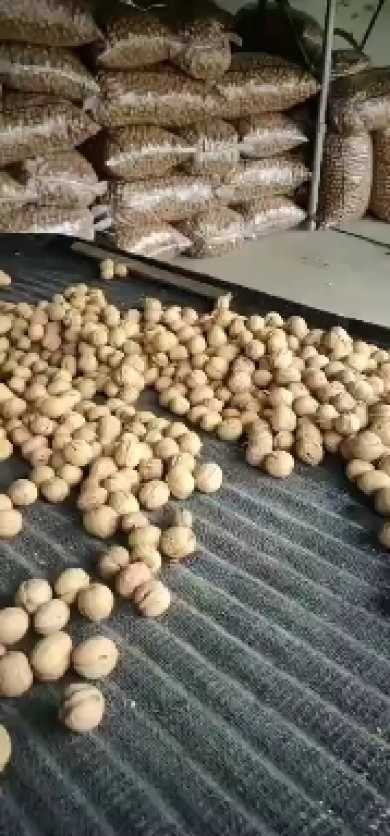 纸皮核桃产地直销，规格品种齐全，价位底！