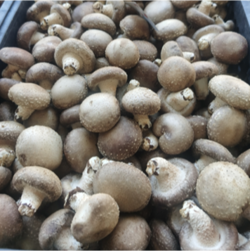 [优质]香菇肉肥厚产地直发大量供应