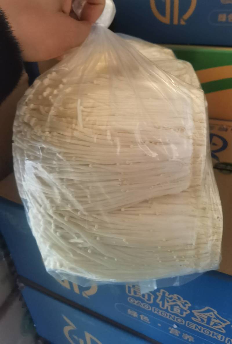 厂家代理高榕金针菇直销