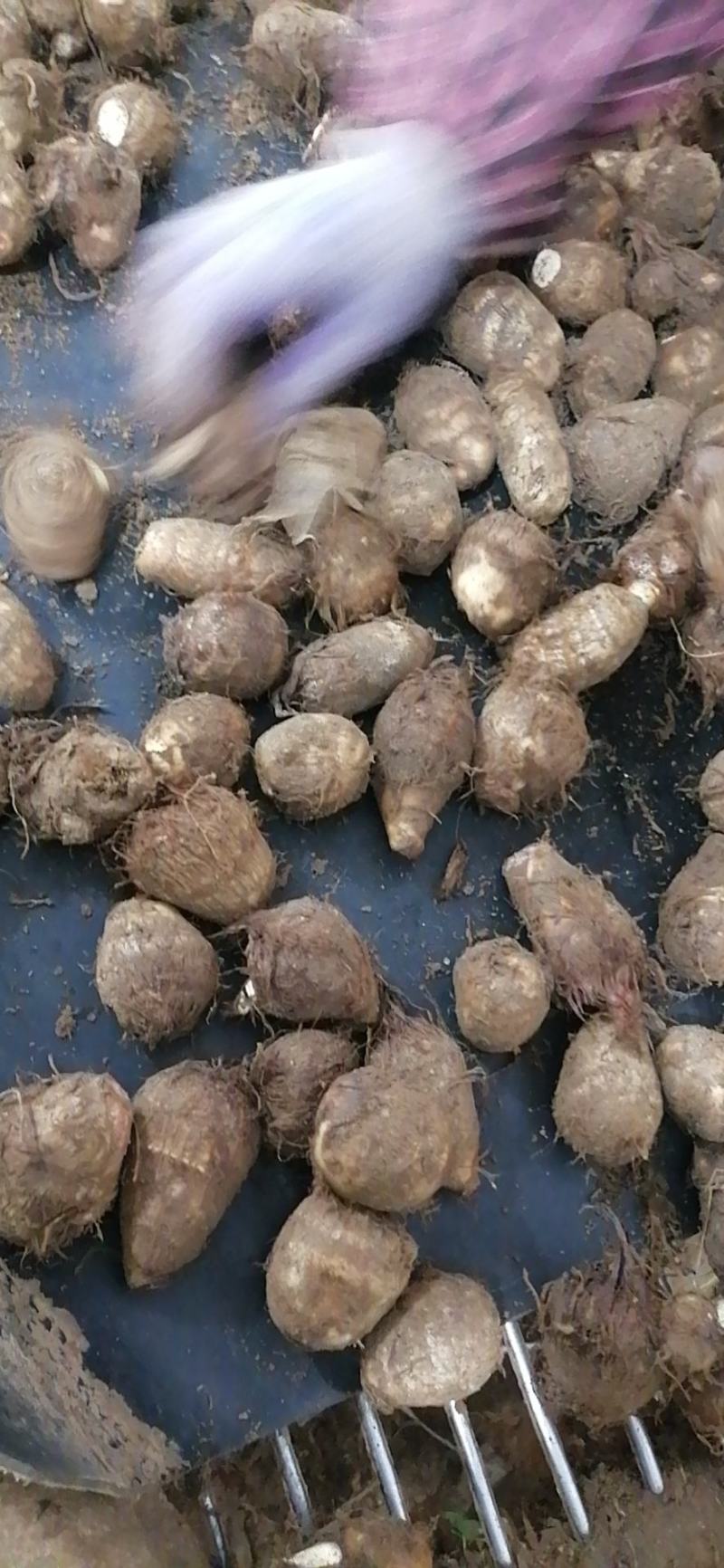山东莒县芋头毛芋头产地直发货量充足量大从优欢迎采购