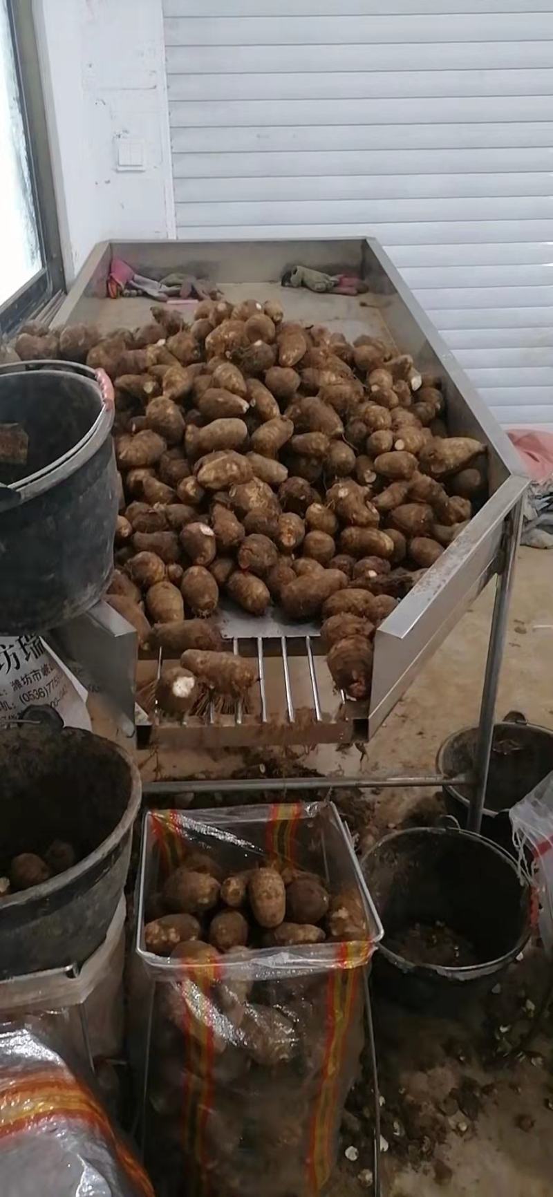 山东莒县芋头毛芋头产地直发货量充足量大从优欢迎采购