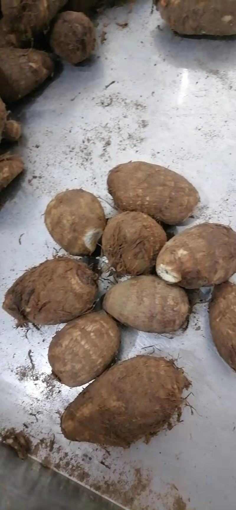 山东莒县芋头毛芋头产地直发货量充足量大从优欢迎采购
