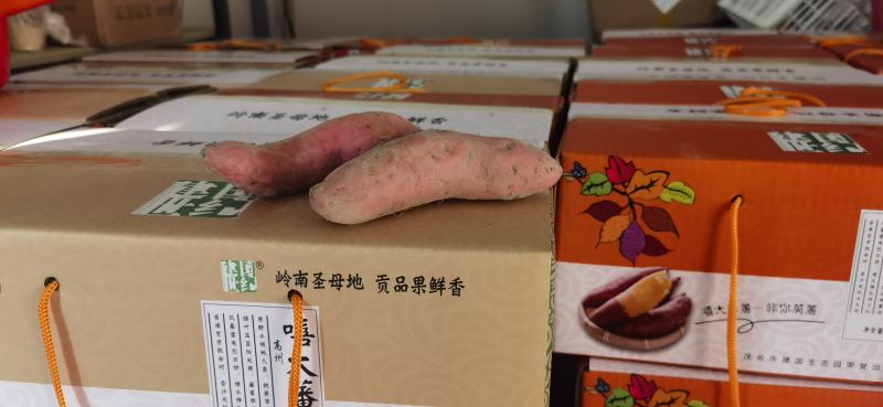 番薯喜温、怕冷、不耐寒，适宜的生长温度为22-30。