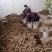山东莒县芋头毛芋头产地直发货量充足量大从优欢迎采购