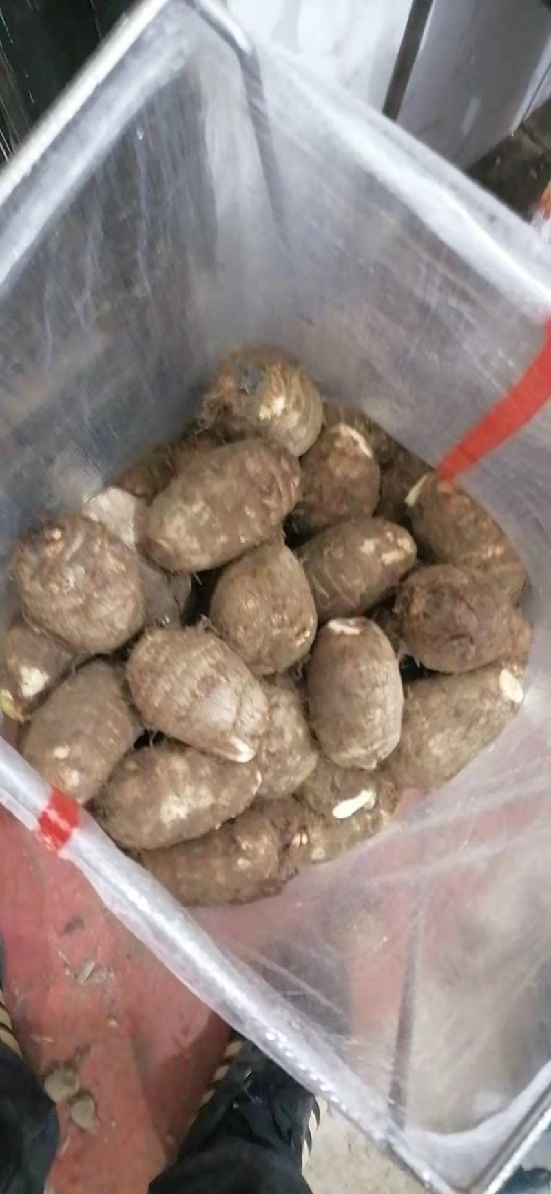 山东莒县芋头毛芋头产地直发货量充足量大从优欢迎采购
