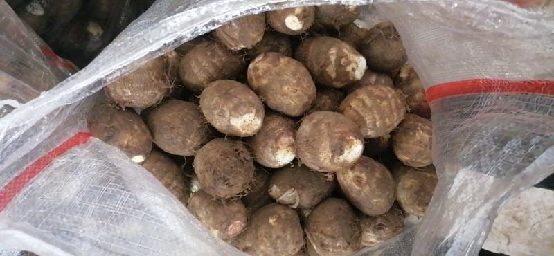 山东莒县芋头毛芋头产地直发货量充足量大从优欢迎采购