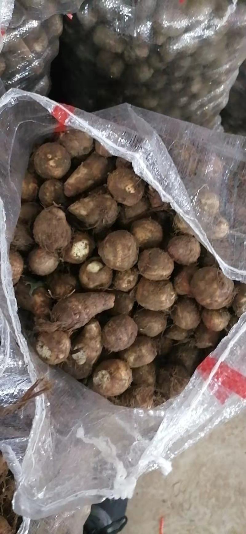 日照莒县芋头毛芋头产地直发货量充足量大从优