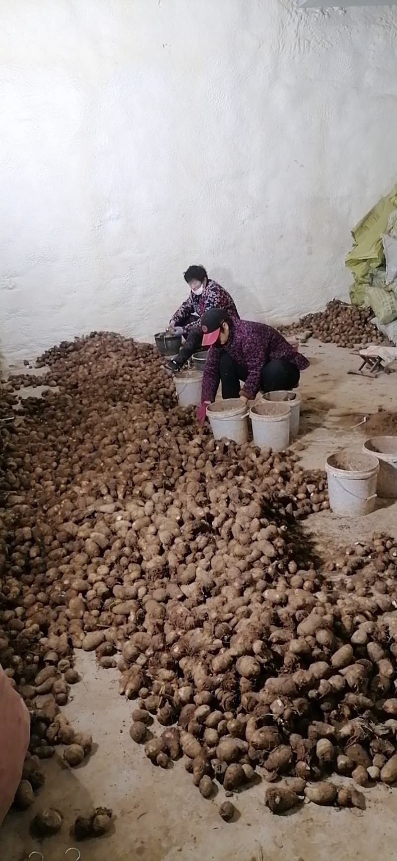 莒县精品芋头，各种分级毛芋头产地直发货量充足量大从优