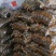 莒县精品芋头，各种分级毛芋头产地直发货量充足量大从优