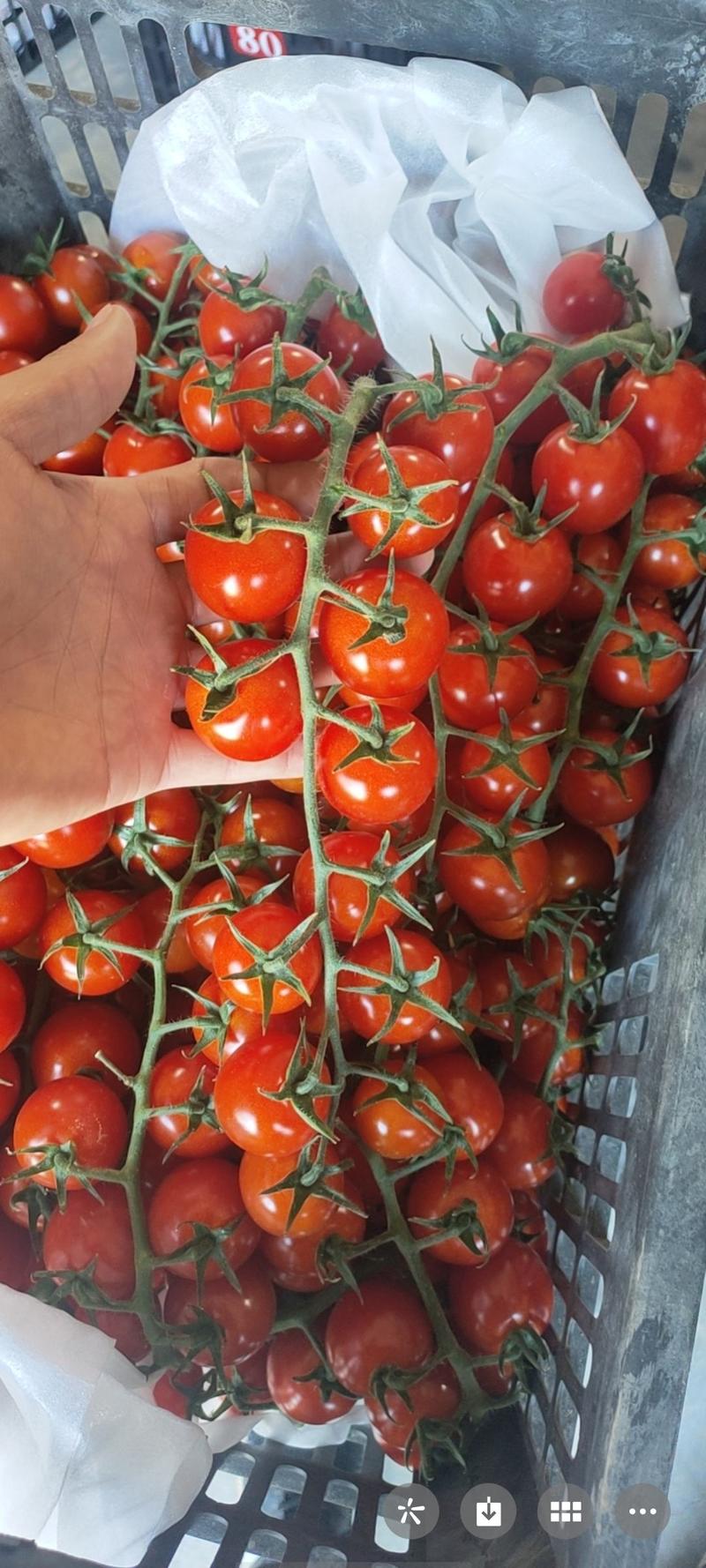 【精品】串红玲珑番茄产地直供现摘现发量大从优，欢迎
