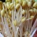 芽豆黄豆中粒黄豆芽菜豆生豆芽专用豆子水培芽苗豆