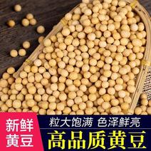 芽豆小粒东北小黄豆小金黄豆690发芽率高23年新货