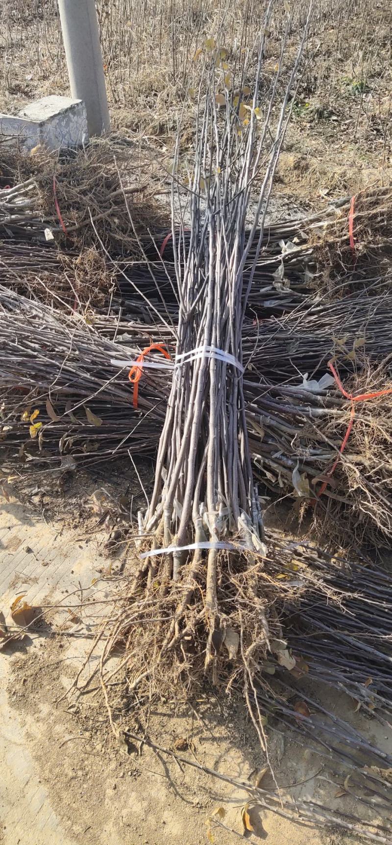 苹果树苗嫁接新品种烟富8号苹果苗，糖心苹果苗，红肉苹果苗
