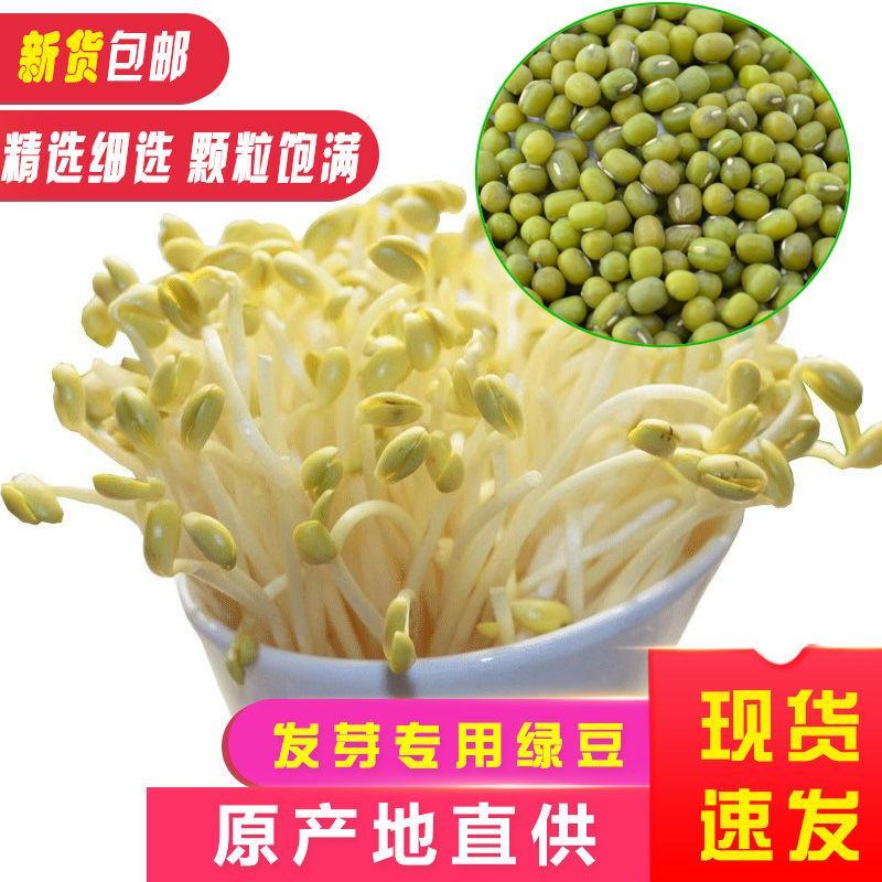 芽豆国产东北明绿豆芽豆中粒黑龙江绿豆发芽率高