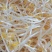 芽豆国产东北明绿豆芽豆中粒黑龙江绿豆发芽率高