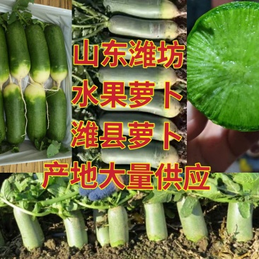 萝卜水果萝卜青萝卜潍县萝卜大量供应批发零售电商团购加工厂