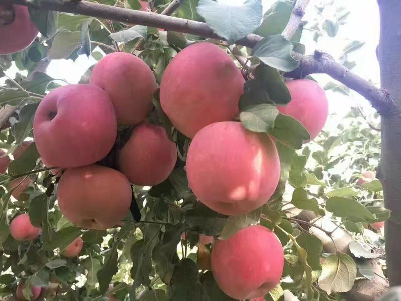 【精品】阿克苏冰红富士糖心苹果，酵素苹果产地直供