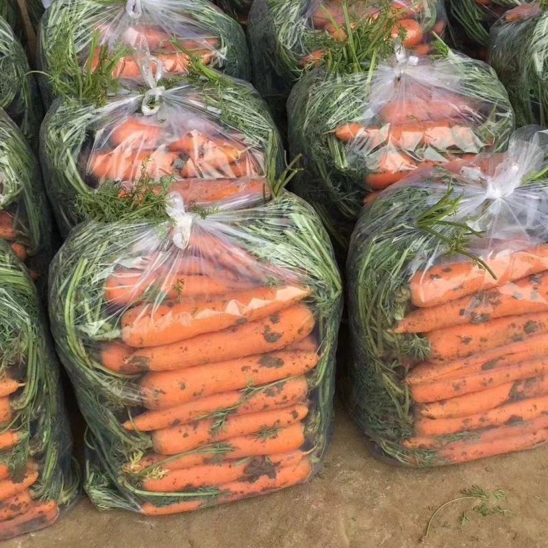胡萝卜三红红萝卜万亩基地质量保障量大从优视频看货等您来电