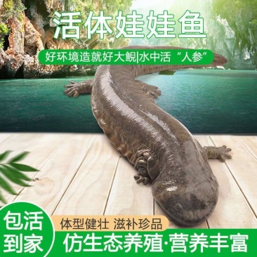 鲜活娃娃鱼活鱼食用水产仿生态养殖生鲜大鲵活体顺丰包邮