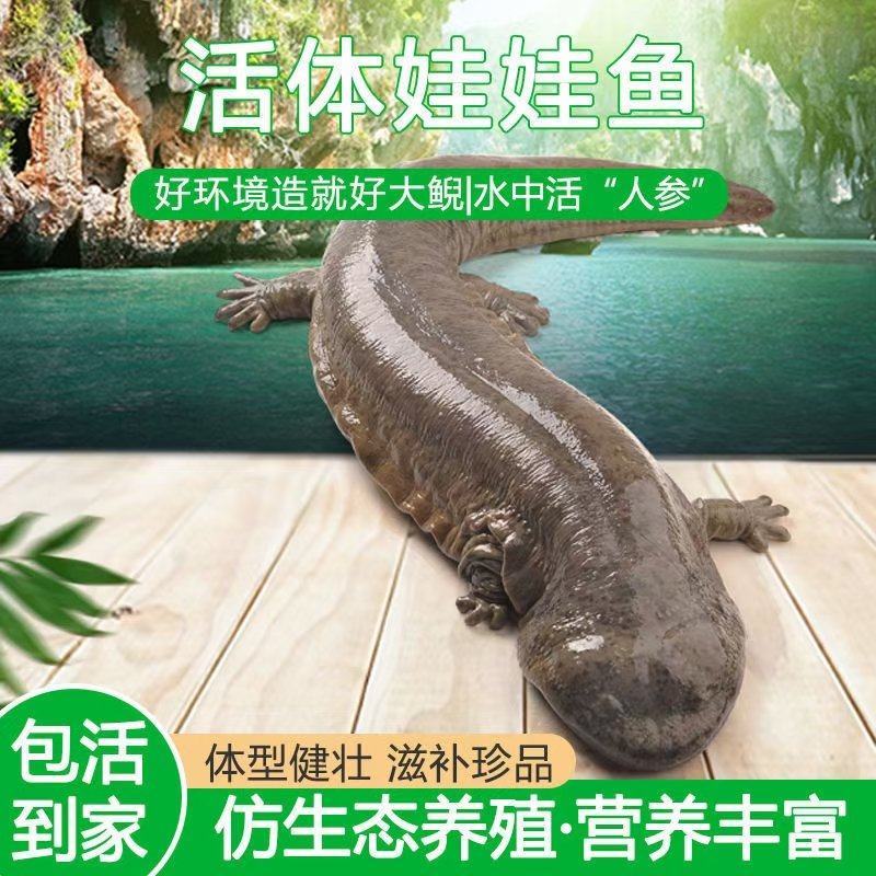 鲜活娃娃鱼活鱼食用水产仿生态养殖生鲜大鲵活体顺丰包邮
