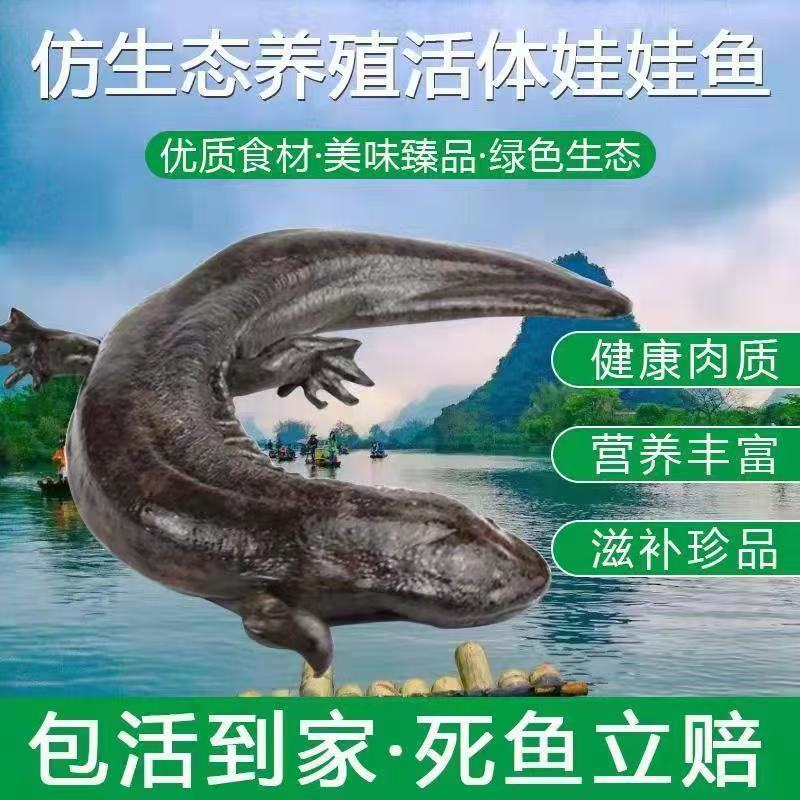 鲜活娃娃鱼活鱼食用水产仿生态养殖生鲜大鲵活体顺丰包邮
