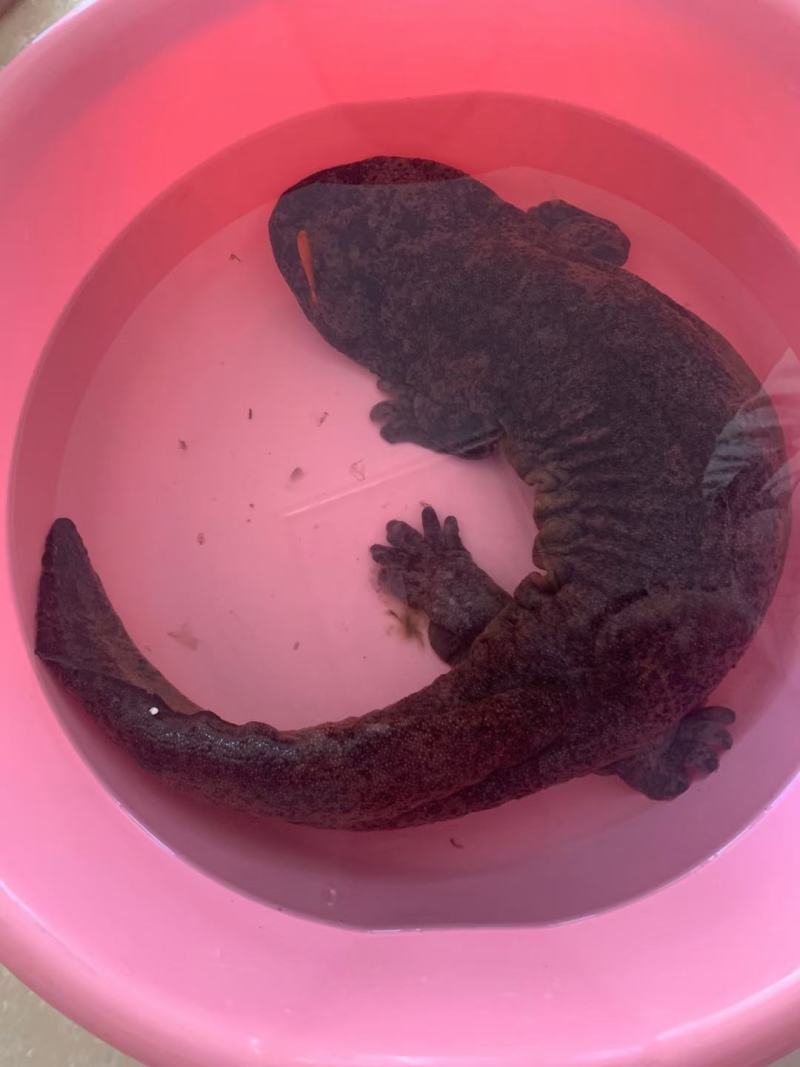 鲜活娃娃鱼活鱼食用水产仿生态养殖生鲜大鲵活体顺丰包邮