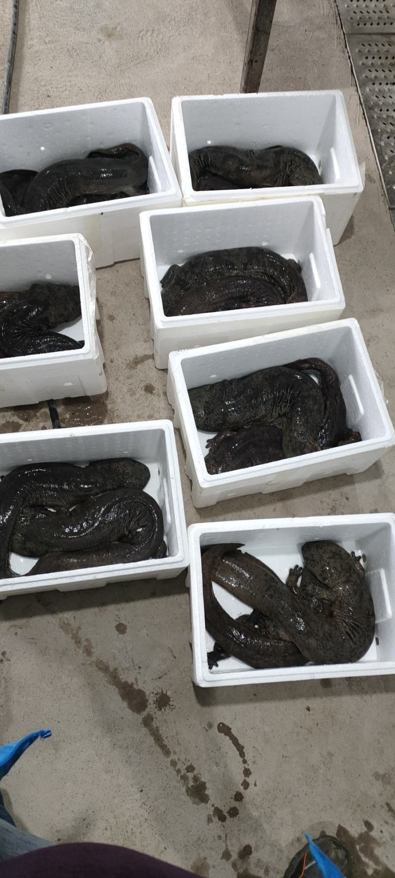 鲜活娃娃鱼活鱼食用水产仿生态养殖生鲜大鲵活体顺丰包邮