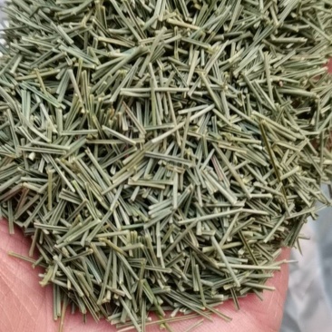 松针茶批发