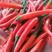 艳红种子，京红四号朝天椒种子，极早熟，非常适合大棚种植。