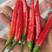 艳红种子，京红四号朝天椒种子，极早熟，非常适合大棚种植。