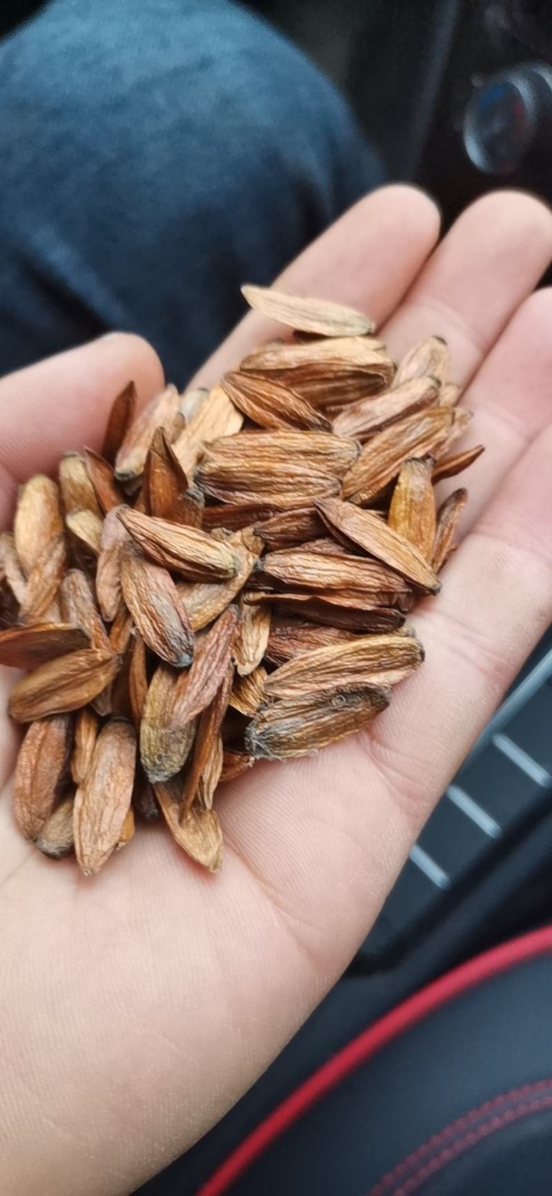 贵州高原喜树果，需要的老板联系，每天能供应一吨以上