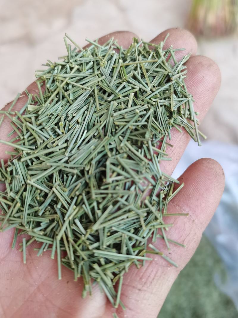 松针茶批发