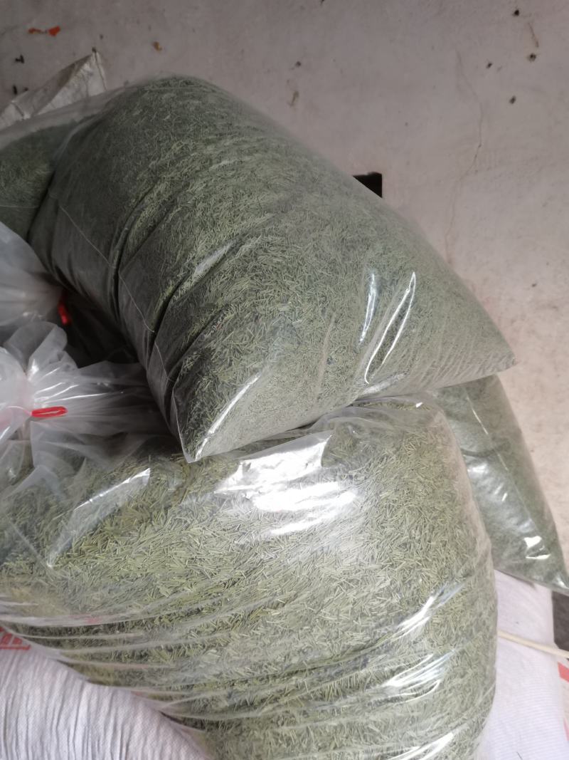 松针茶批发