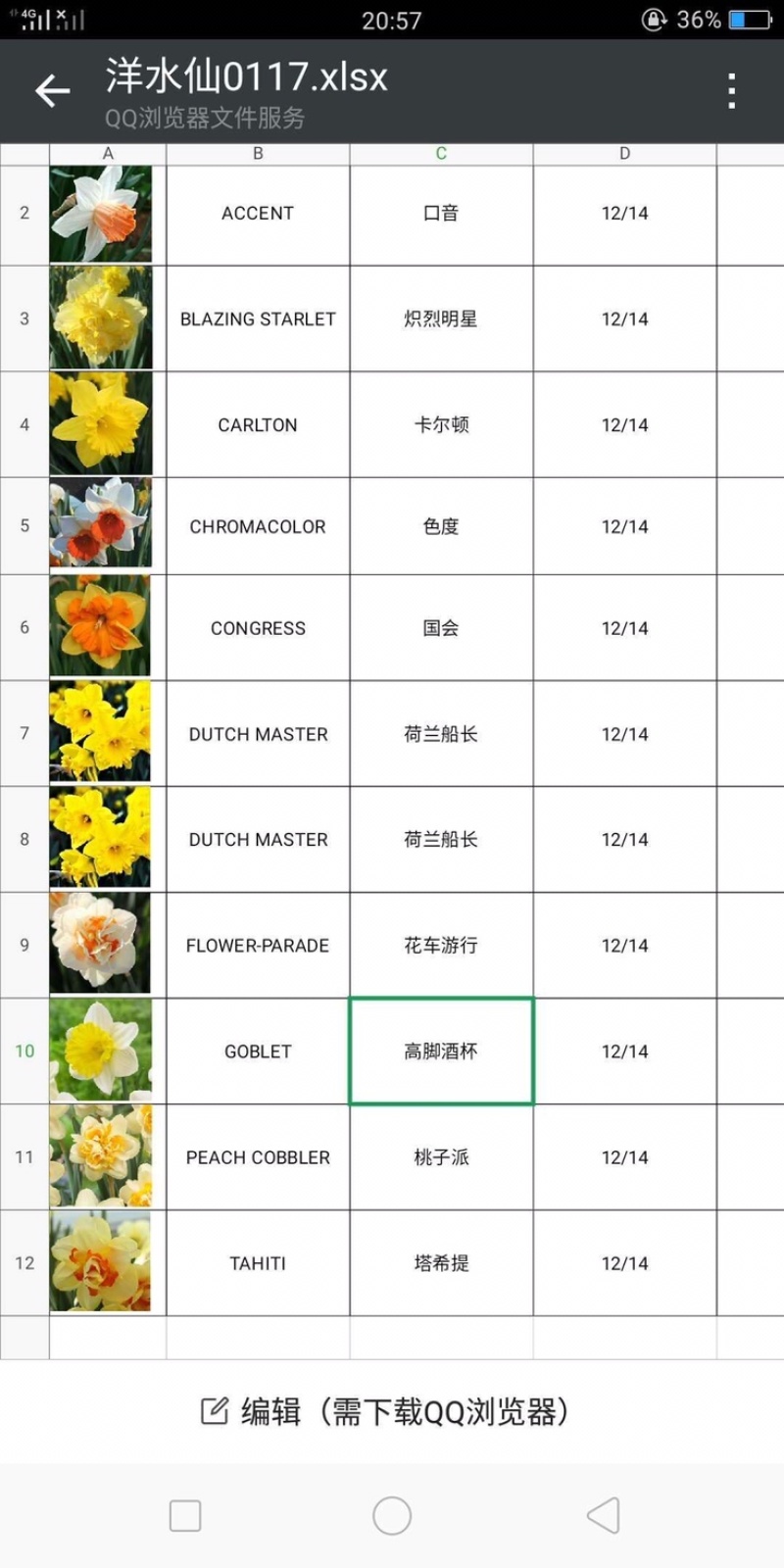 进口重瓣洋水仙种球水养水仙花室内盆栽水培植物四季水仙耐寒