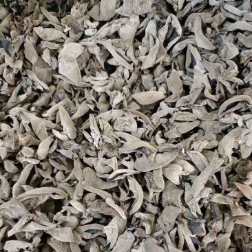 椴木秋木耳，量大从优产地一首货源
