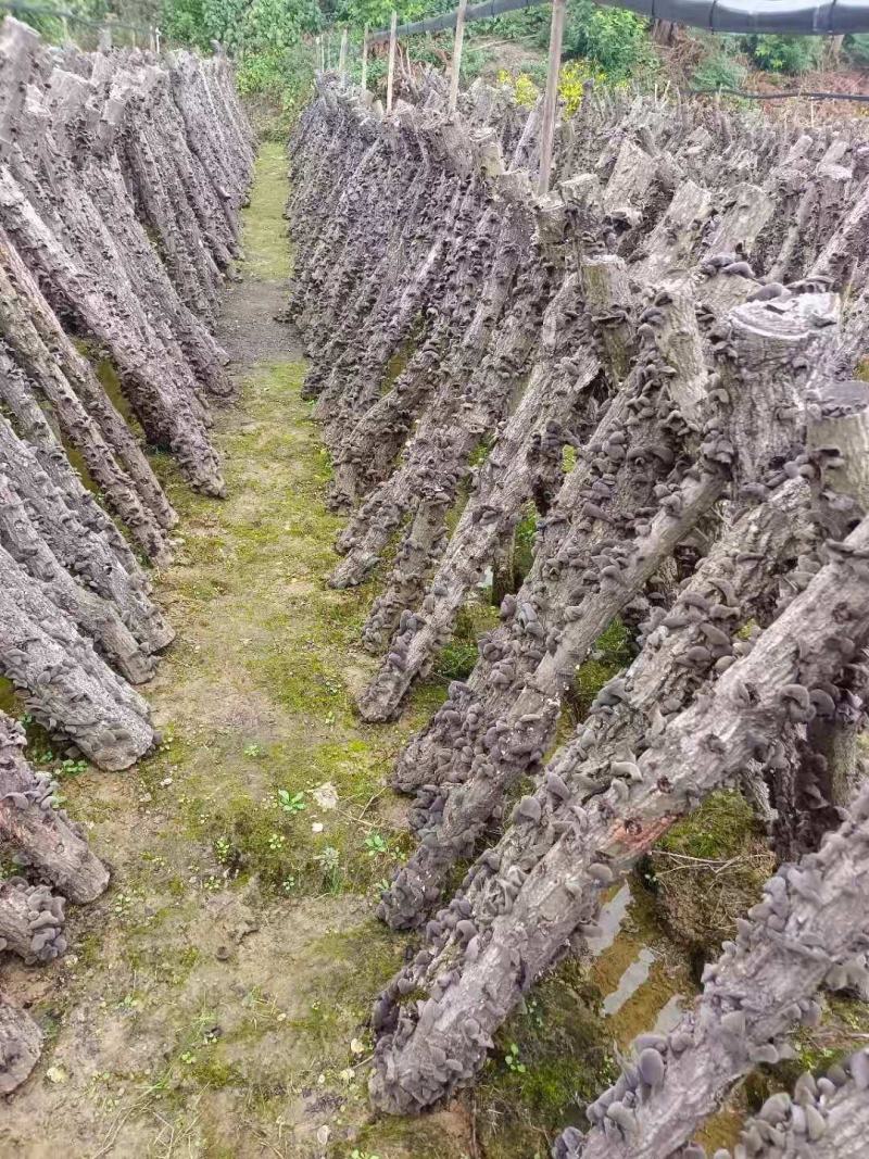 椴木秋木耳，量大从优产地一首货源