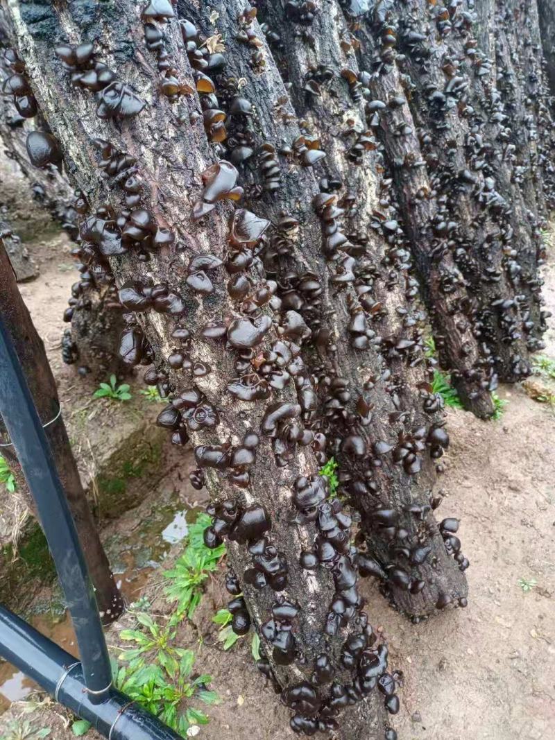 椴木秋木耳，量大从优产地一首货源