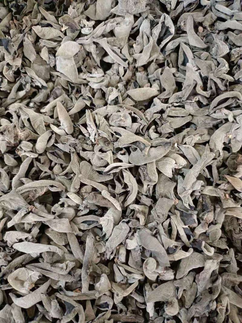 椴木秋木耳，量大从优产地一首货源