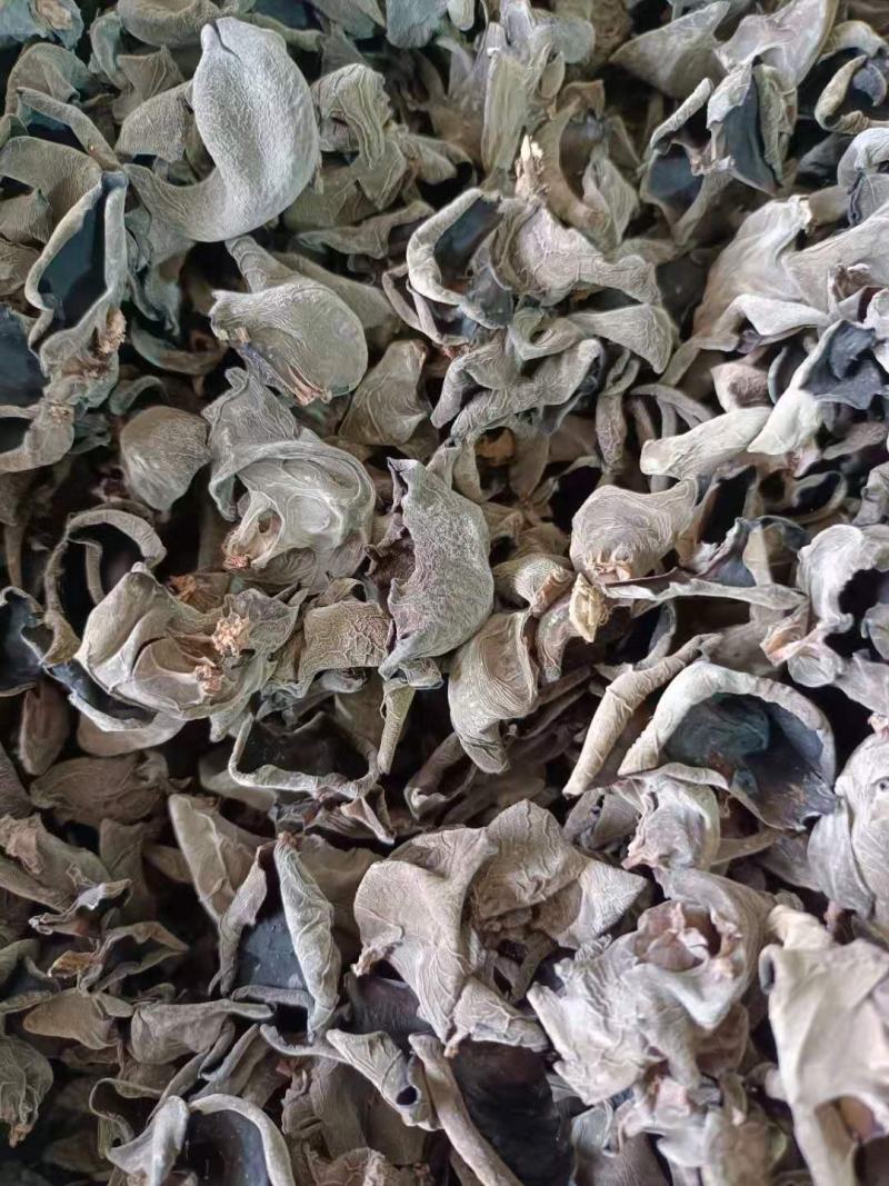椴木秋木耳，量大从优产地一首货源