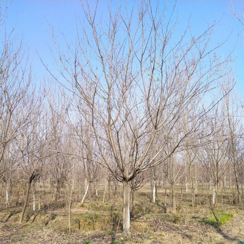 樱花树10公分12公分15公分18公分20公分