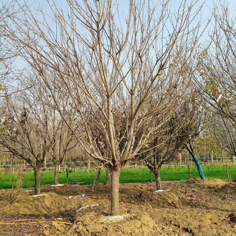 樱花树10公分12公分15公分18公分20公分